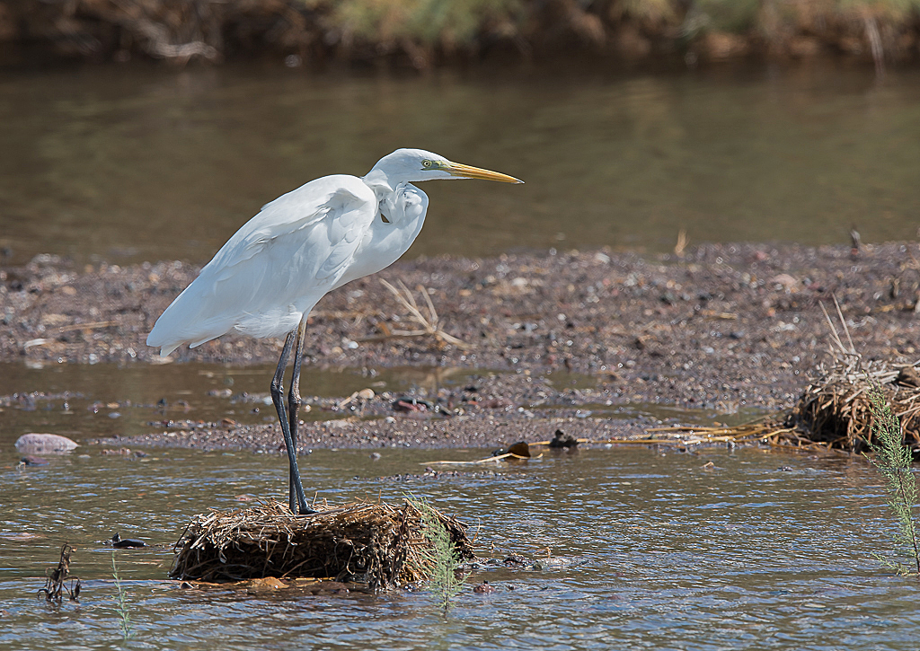 Grote-zilverreiger-1