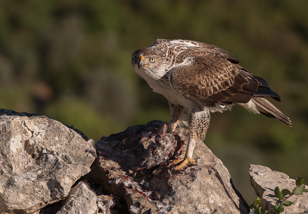 Bonelli-5