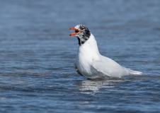 Zwartkopmeeuw