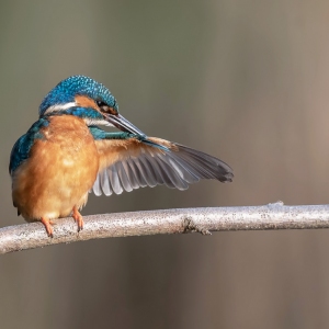 IJsvogel - Kortenhoef