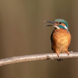 IJsvogel - Kortenhoef