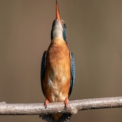 IJsvogel - Kortenhoef