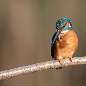 IJsvogel - Kortenhoef