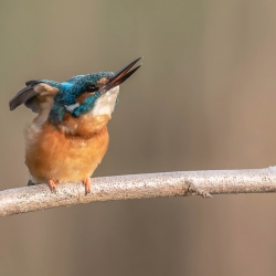 IJsvogel - Kortenhoef