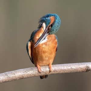 IJsvogel - Kortenhoef