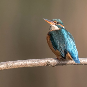 IJsvogel - Kortenhoef