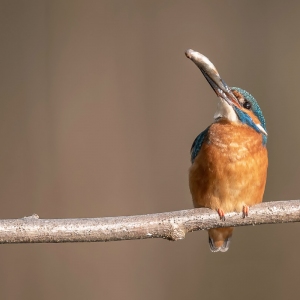 IJsvogel - Kortenhoef