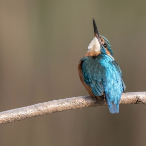 IJsvogel - Kortenhoef