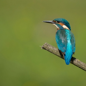 IJsvogel - Losser