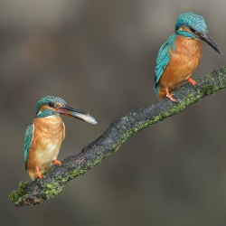 IJsvogel - Naarden