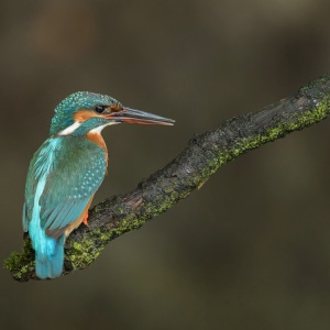 IJsvogel - Naarden