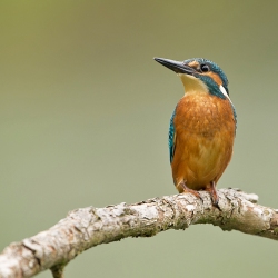 IJsvogel - Lepelaarspassen