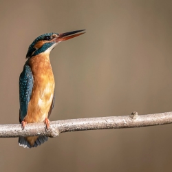 IJsvogel - Kortenhoef