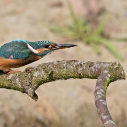 IJsvogel - Losser