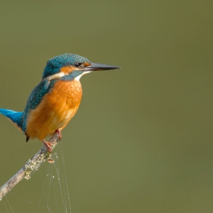 IJsvogel - Lepelaarplassen