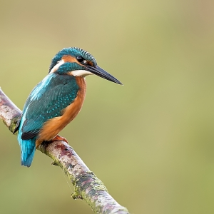 IJsvogel - Losser