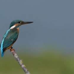 IJsvogel - Losser