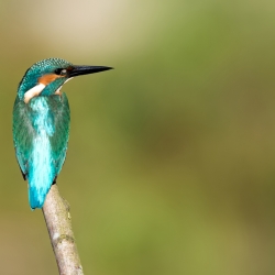 IJsvogel - Losser