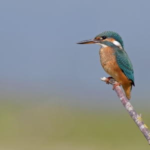 IJsvogel - Losser