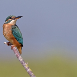 IJsvogel - Losser