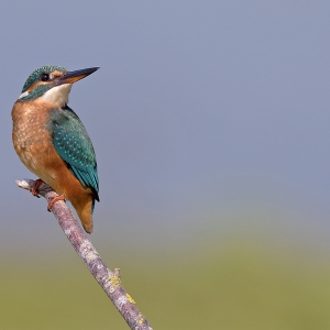 IJsvogel - Losser