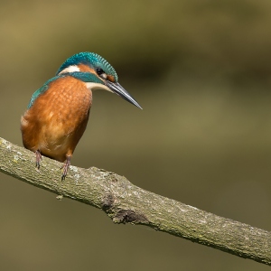 IJsvogel - Losser