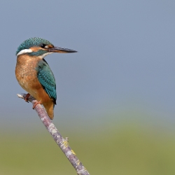 IJsvogel - Losser