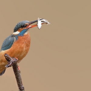 IJsvogel - Kalmthout (België)