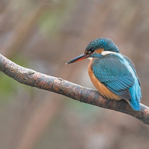 IJsvogel - Hollandsche Rading