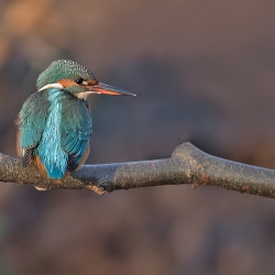 IJsvogel - Hollandsche Rading