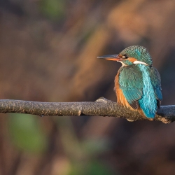 IJsvogel - Hollandsche Rading