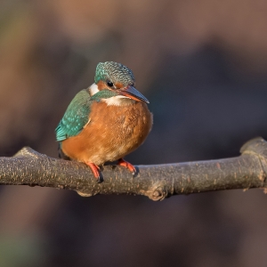 IJsvogel - Hollandsche Rading