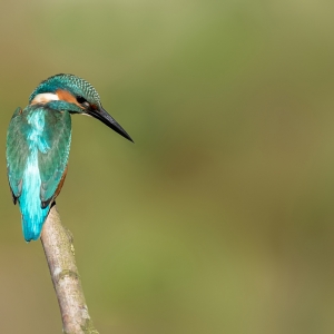 IJsvogel - Losser