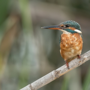 IJsvogel - Algarve