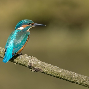 IJsvogel - Losser