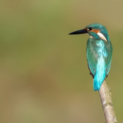 IJsvogel - Losser