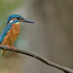 IJsvogel - Hollandsche Rading