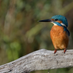 IJsvogel - Oostvaardersveld