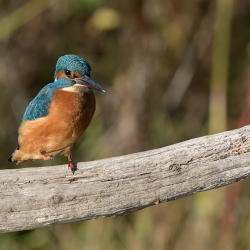 IJsvogel - Oostvaardersveld