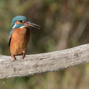 IJsvogel - Oostvaardersveld