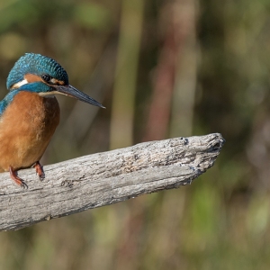 IJsvogel - Oostvaardersveld