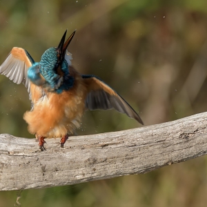 IJsvogel - Oostvaardersveld