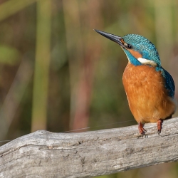 IJsvogel - Oostvaardersveld