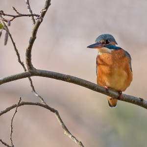 IJsvogel - Hollandsche Rading