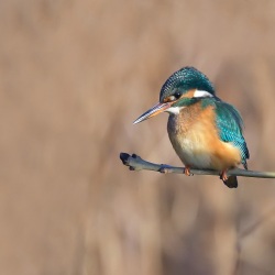 IJsvogel - Waterpark Oude Zeug