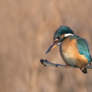 IJsvogel - Waterpark Oude Zeug