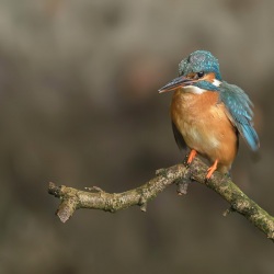 IJsvogel - Naarden