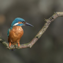 IJsvogel - Naarden