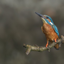 IJsvogel - Naarden