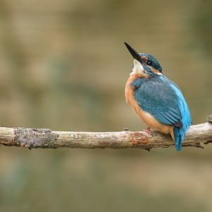 IJsvogel - Loosdrecht